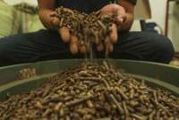 Industri Hutan Harapkan Kontrak Jangka Panjang untuk Pasok Wood Chips