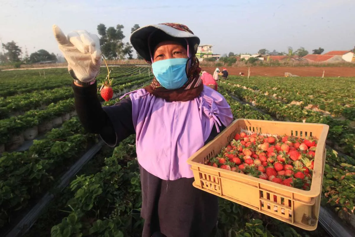 Daftar buah dan sayur penambah darah untuk membantu penyembuhan anemia