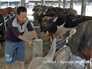 Syarat pendaftaran ulang importir sapi makin ketat