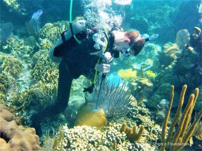 Perubahan iklim dan ulah manusia hambat pertumbuhan karang