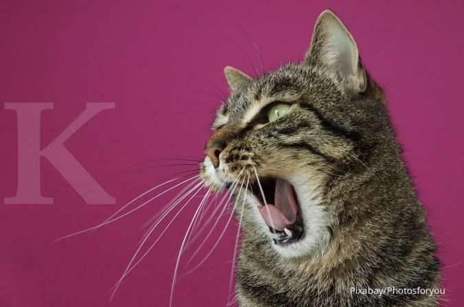Ini 5 Penyebab Kucing Kesayangan Anda Muntah-Muntah Setelah Makan