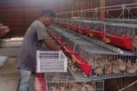 SIG Bantu Kelompok Peternak Puyuh Andalas Memproduksi 4.000 Telur/Hari