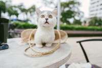 Simak Cara Mencegah Kucing Mencakar Sofa biar Enggak Merusak Furnitur Rumah