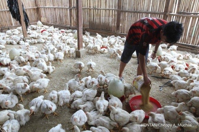 Peternak angkat suara terhadap ancaman serbuan impor ayam Brasil
