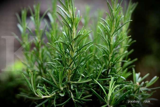 Bukan Hanya Sebagai Bumbu Masak, Ini Manfaat Daun Rosemary Untuk Kesehatan