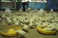 Simak Rekomendasi Saham Emiten Poultry dari Analis Berikut