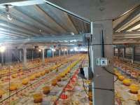 Harga Ayam Broiler Membaik, Cermati Prospek Emiten Poultry di Semester II-2025