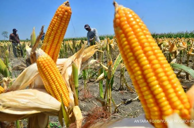 Corn and Wheat Edge Lower, Soybeans Steady After Hitting 2020 Low