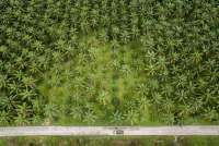 Implementasi EUDR Ditunda, Dasbor Nasional Menuai Polemik