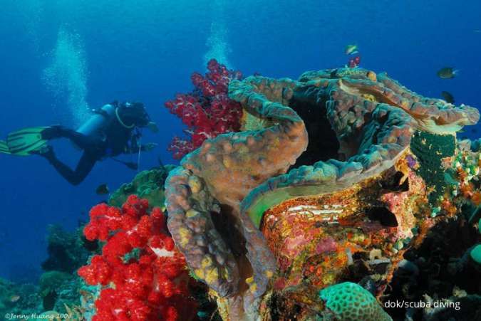 6 Spot Diving Terbaik di Dunia, Ada Raja Ampat dan Kepulauan Gili dari Indonesia
