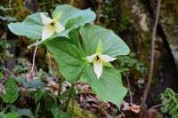 Urbanisasi ternyata mengubah tanda-tanda perubahan musim
