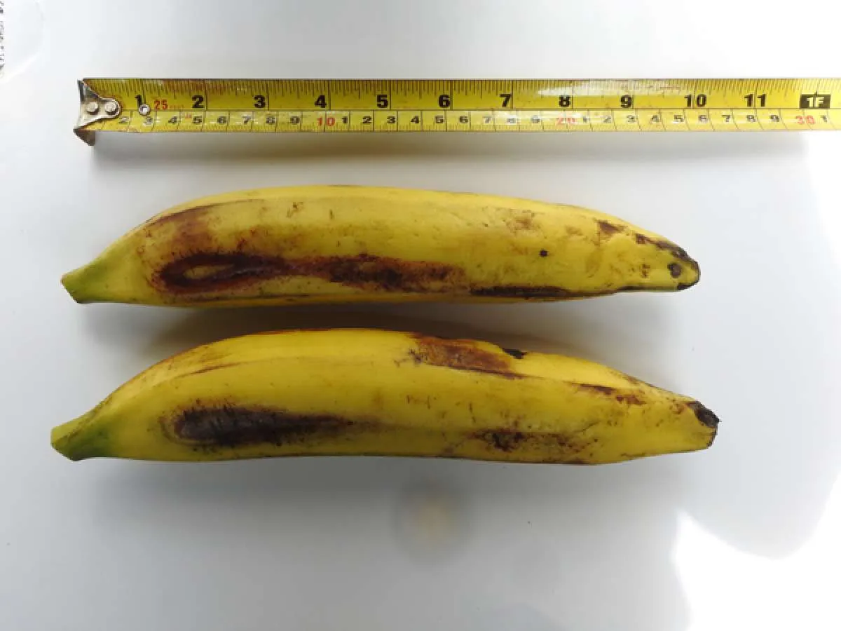 Pisang bisa bikin perut buncit menjadi ramping lagi, sudah tahu?