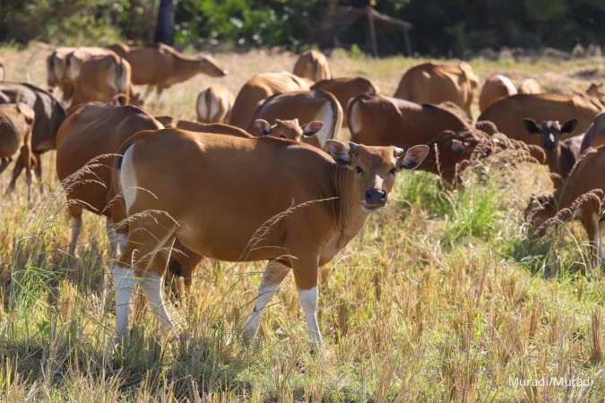 Peternak membawa melepas sapi di area sawah