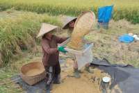 FAO Wanti-Wanti Produksi Beras Global Berpotensi Turun Imbas Cuaca Ekstrem El-Nino