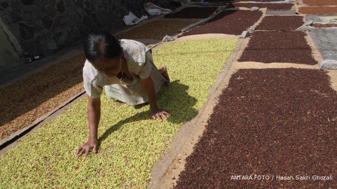 Musim panen tiba, harga cengkih melorot