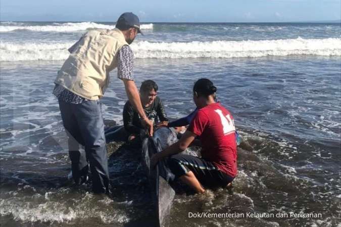 Lumba-Lumba Ditemukan Mati Tersangkut Pagar Laut di Bekasi