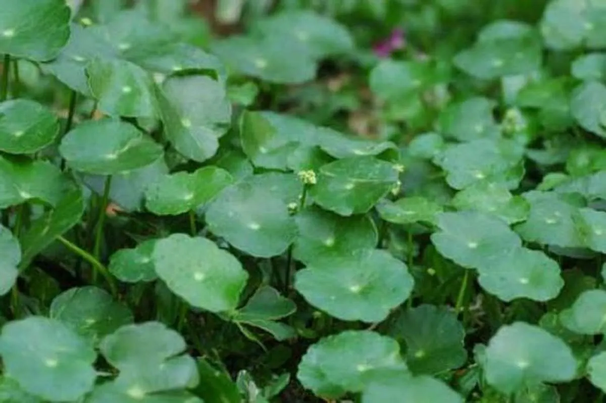 Minum air rebusan Pegagan efektif menurunkan tekanan darah tinggi Anda