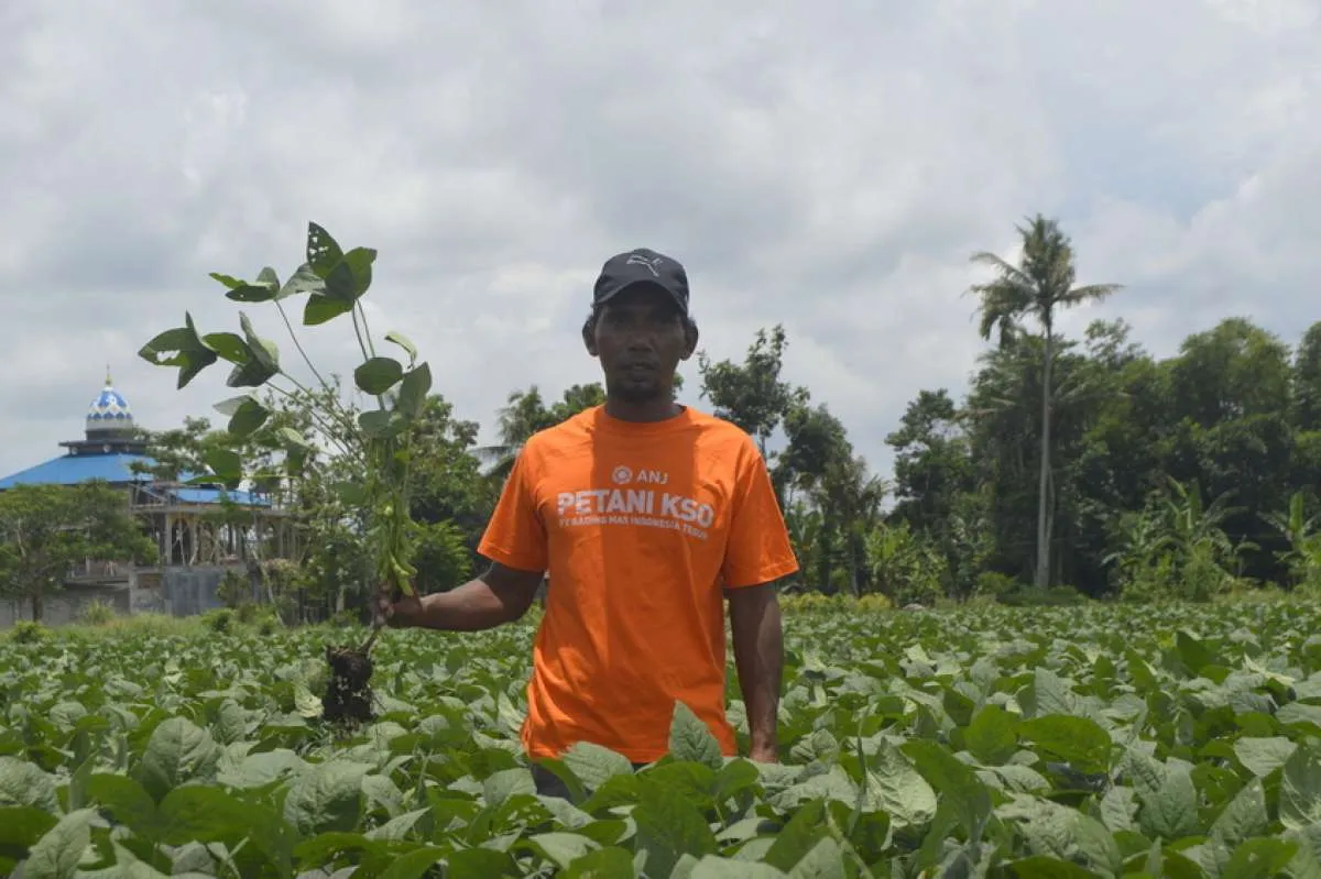 Semester I, Anak Usaha Austindo (ANJT) Raup Pendapatan Penjualan Edamame Naik 178%