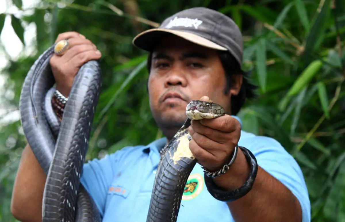 Heboh penemuan ular kobra di Jakarta dan sekitarnya, berikut rangkuman peristiwanya