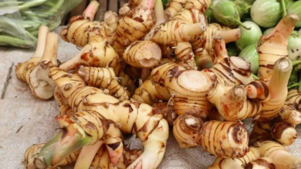 Kenali 5 Manfaat Kencur Untuk Kesehatan, Yuk Cek!
