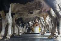 Kinerja Industri Susu Nasional Tertekan Daya Beli