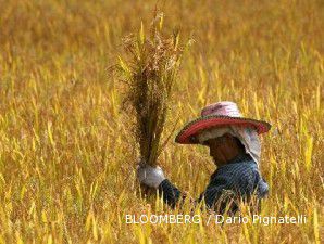 Tersapu badai, sawah senilai ratusan juta dong rusak