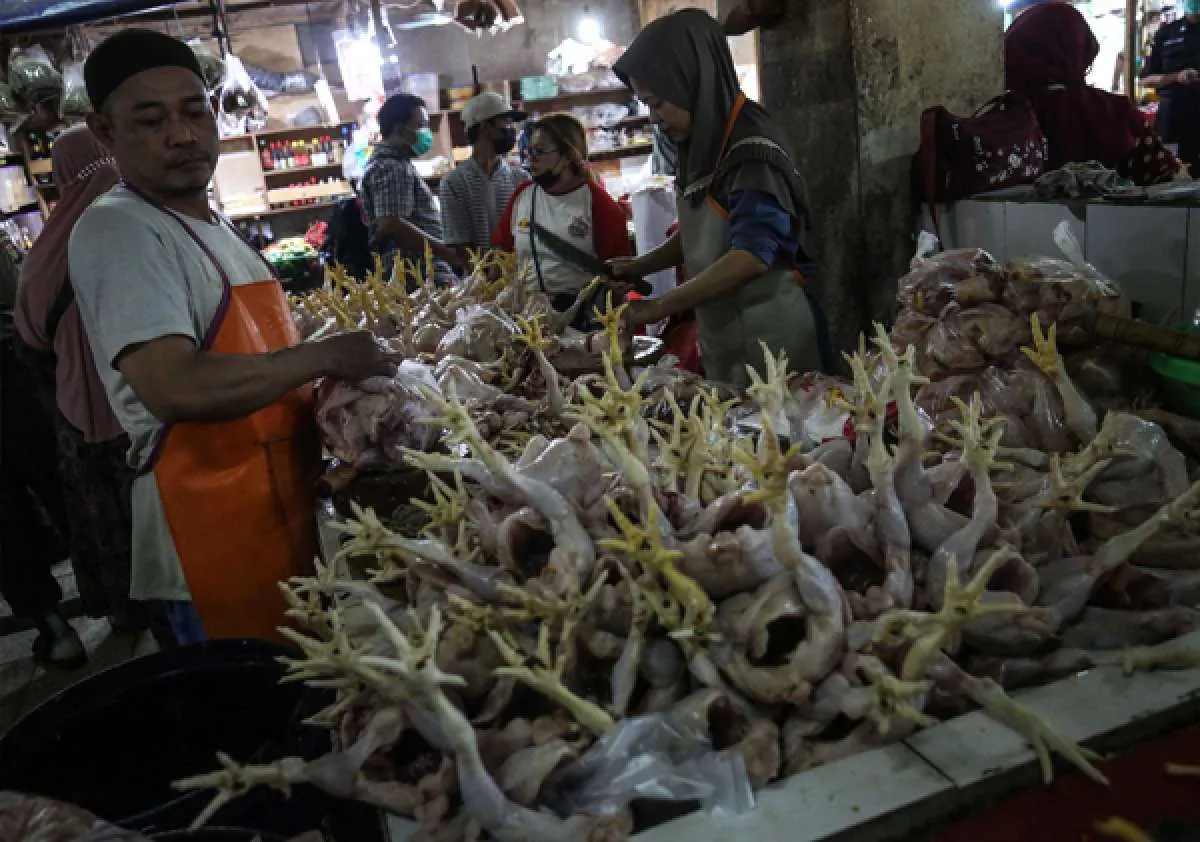 Harga Daging Ayam Makin Mahal, Pedagang Kehilangan Pelanggan