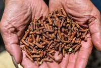 FDA Temukan Kontaminasi Radioaktif Cesium-137 pada Cengkeh Impor dari Indonesia