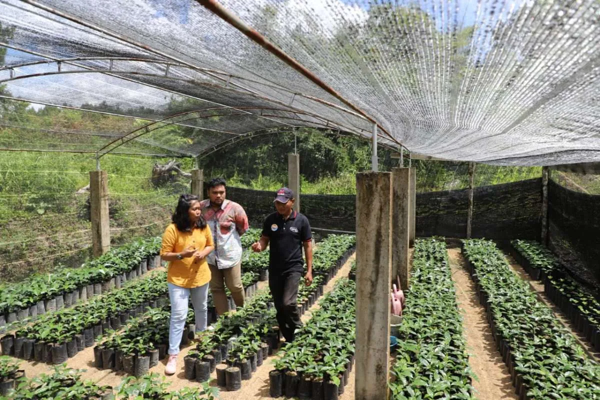 Menjadi petani dan produsen kopi Lintong semalam di Nagasaribu