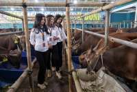 Iduladha 27 Mei 2026, In Harga Kambing/Domba & Sapi Kurban Menurut Lembaga Resmi