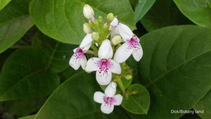 Cara Menanam Bunga Melati Jepang bagi Pemula, Lakukan Perawatan Ini biar Tetap Wangi