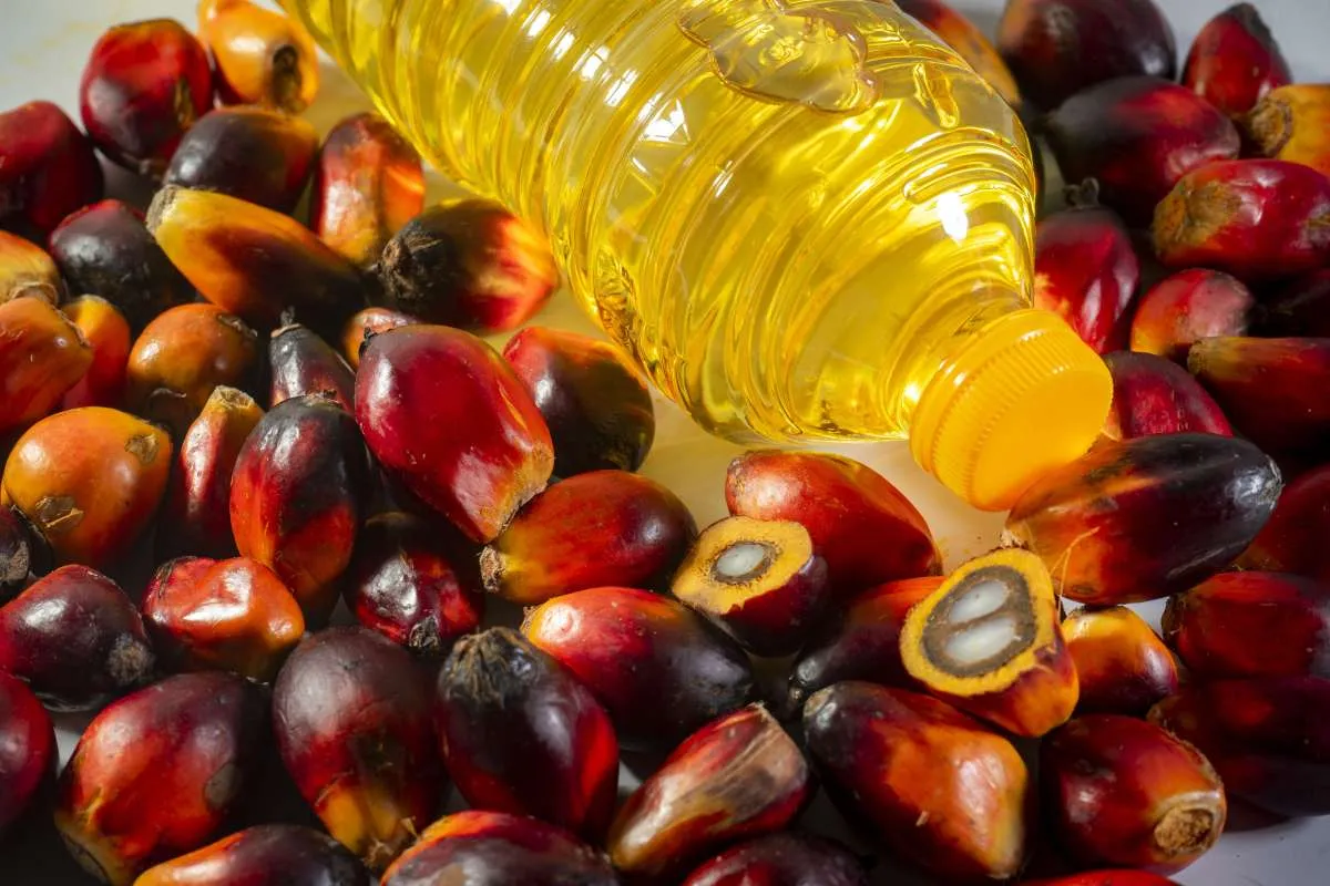 Bukan Cuma Sawit, Ini Penyebab Harga Minyak Goreng Ikut Naik