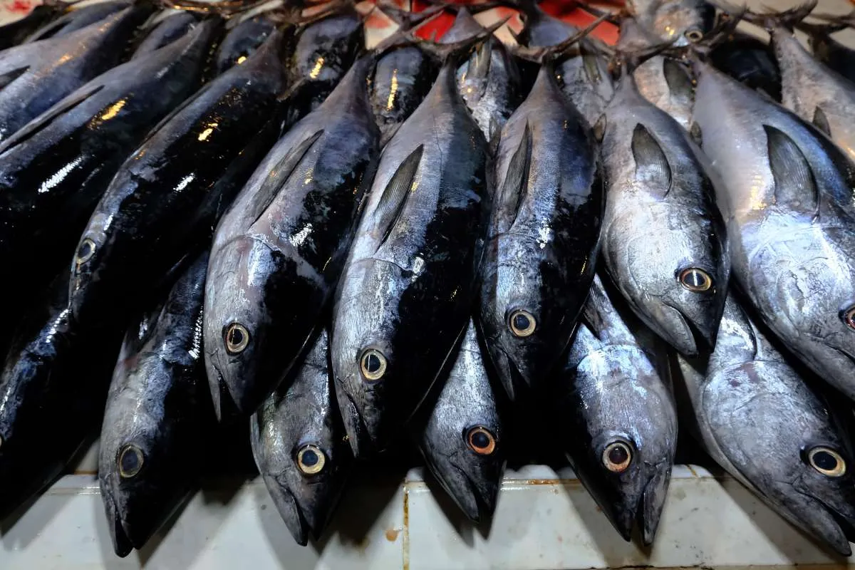 Terdampak Cuaca Ekstrem di Awal Tahun 2026, Penghasilan Nelayan Turun Hampir 50%