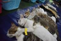 20 Link Twibbon Hari Rabies Sedunia 2025 Dengan Desain Estetik