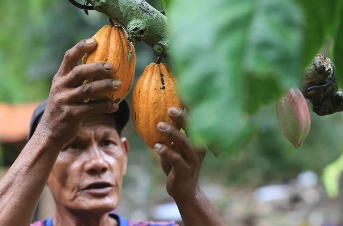 Replanting Kakao 2025 Terancam Molor: Regulasi Kementan Mandek