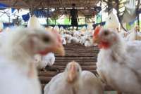 Brazil, Mexico Eye Regional Avian Flu Plan to Keep Trade Flowing