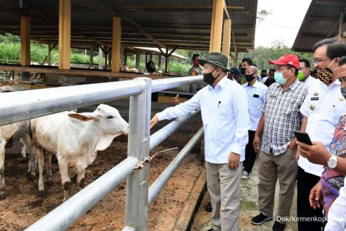 Holding BUMN Pangan akan kuatkan sektor peternakan nasional