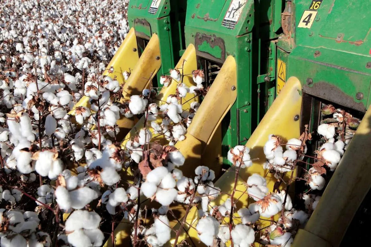 Suplai 155 Ribu Ton Kapas, Kerjasama Brazilian Cotton Growers Association dan RI