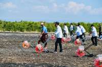 Tahun 2023, Pemerintah akan Membuka 115.000 Hektare Lahan Sorgum