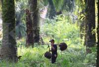 Pengiriman Ekspor CPO Terancam, Stok Dalam Negeri Bisa Melonjak