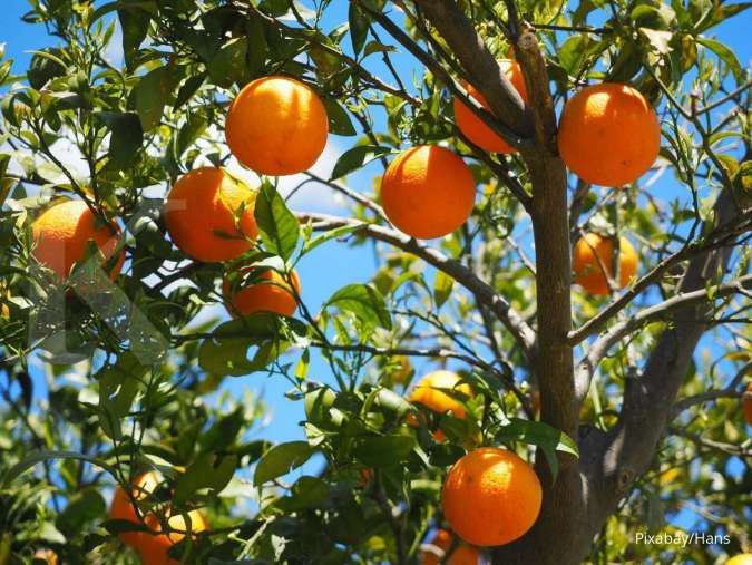 Buah yang tidak asam, seperti jeruk, adalah makanan untuk penderita asam lambung.