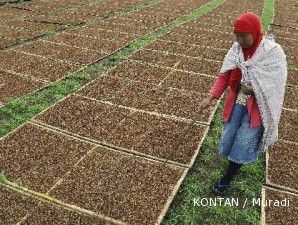 Cuaca bagus, panen tembakau harum