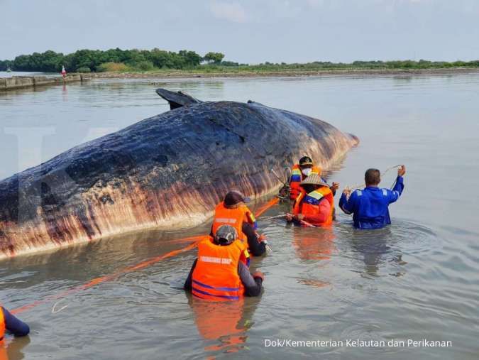 KKP Siapkan Langkah Prioritas Tangani Megafauna Laut Terdampar