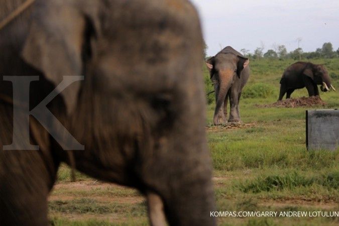 Kawanan gajah liar masuk pasar dan perkebunan sawit warga di Riau