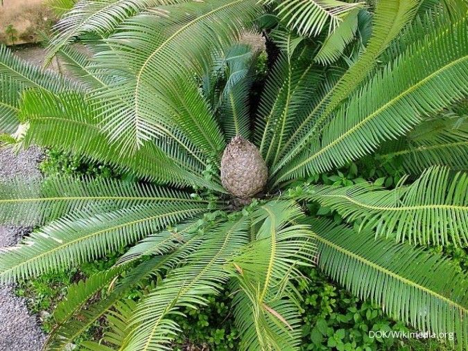 Berkembang biak lewat tunas (2)