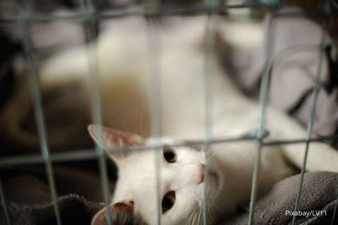 Cara Mencegah FIP pada Kucing, Penyakit Viral yang Perlu Diwaspadai Pemilik Anabul