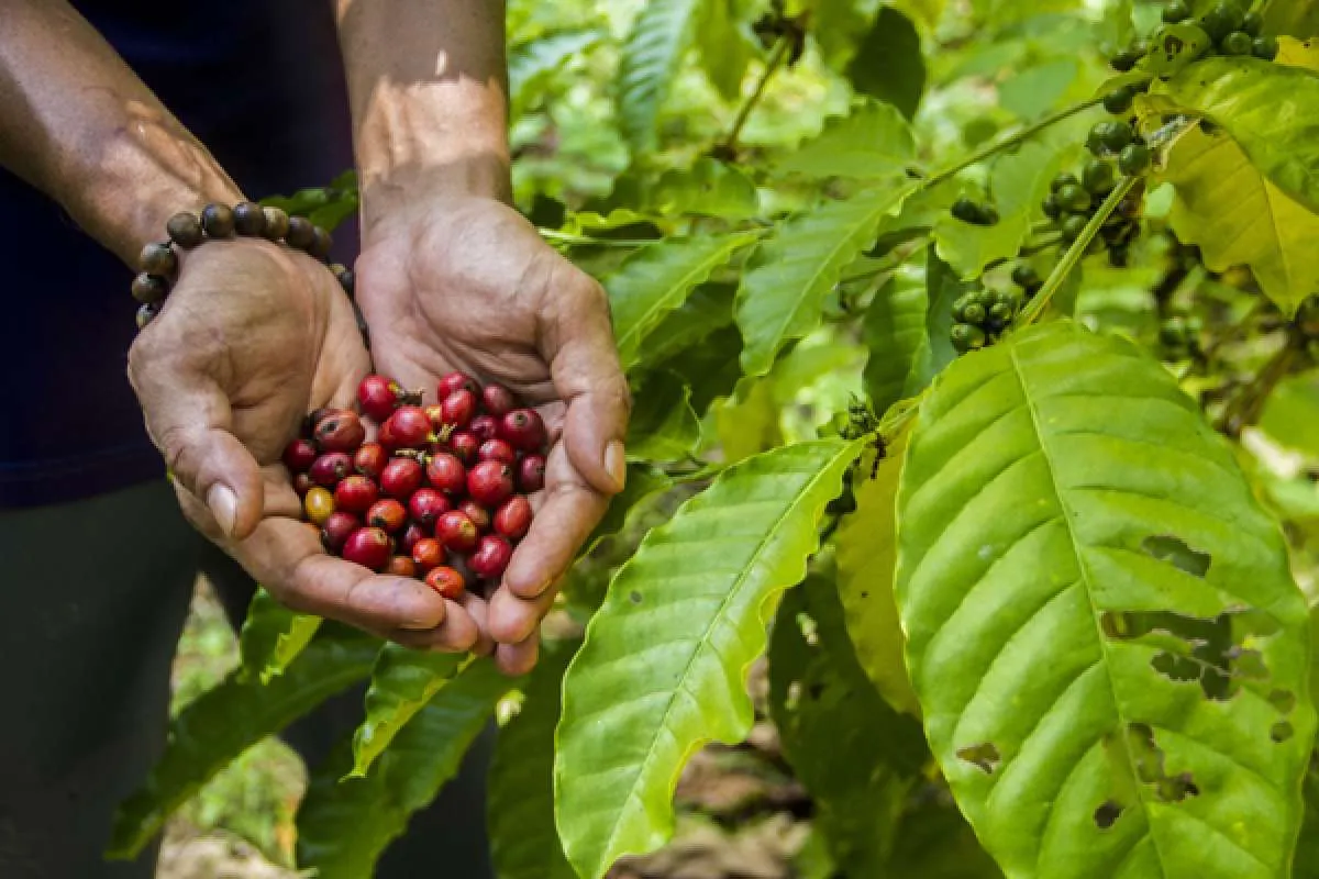 Tingkatkan Ekspor Kopi Indonesia, Kemendag Jalin Kerjasama dengan Inggris