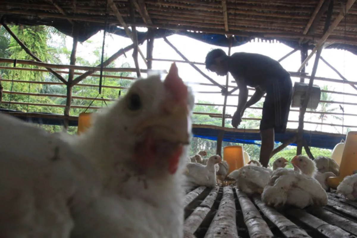 Peternak minta KPPU pastikan keadilan soal tata niaga unggas