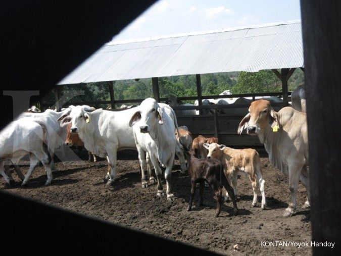 Tahun depan, SSMS siap menjual 1.500 sapi 