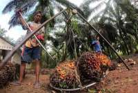Aturan Antideforestasi Uni Eropa Ditunda, Ini Harapan Pelaku Industri Sawit